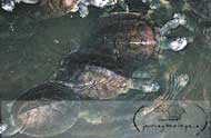 Bota Kanan River Terrapin Wildlife Conservation Centre