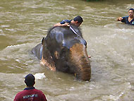 Kuala Gandah Elephant Centre
