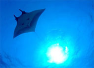 Layang Layang Island  - Sabah, Borneo