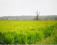 Muar Countryside Day Trip ~ Muar 