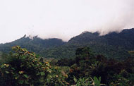 Ulu Muda Forest Reserve