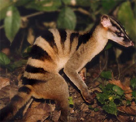 civet