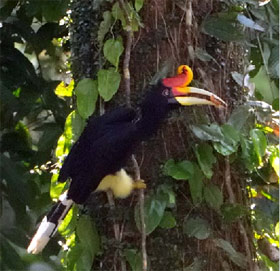 hornbill