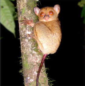 tarsier