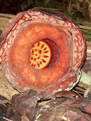 rafflesia bloom