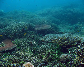 corals at lankayan