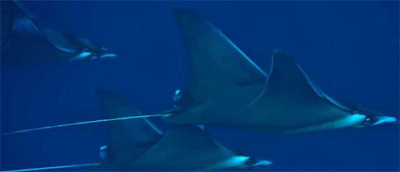 mantarays - season to watch mantas is april