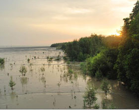 mangrove area