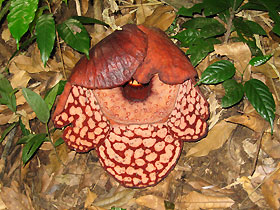 rafflesia