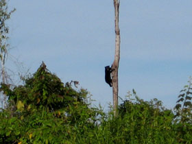 sunbear spotted near abai jungle lodge