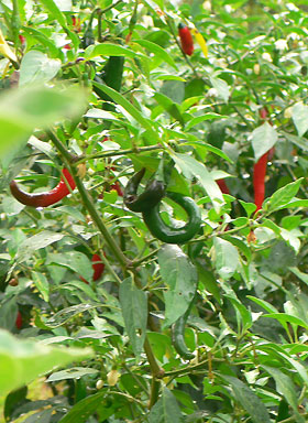chillies ripe for the picking