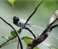 asianparadiseflycatcher