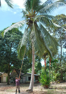 harvesting coconuts 