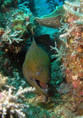 moray eel