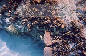 diving at perhentian