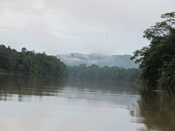 the kinabatangan river