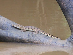 other animals that rely on the river. As development and plantations encroach into the area, the wildlife are squeezed out of their habitat. It is our duty to ensure that they have a habitat left for their survival