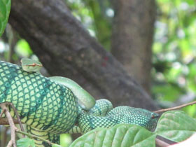 a female wagler's pit viper with its young
