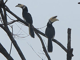 birds around the village. this is a pair of oriental pied hornbills