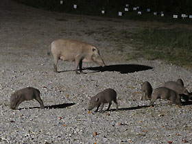 the babi hutan or wildboar has recently given birth to 9 little pigglets. these 1 month old babies are already happily feeding on palm oil 
