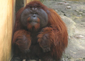 aman was blind for more than a decade and funds from the public eventually helped him restore his sight through a delicate but extremely successful eye operation