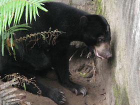 the sunbear is also extremely endangered. solitary most times, the bears at matang are placed in one large enclosure during roaming hours but they have their own territorial space. This girl is a little anxious due to the arrival of a new young bear.