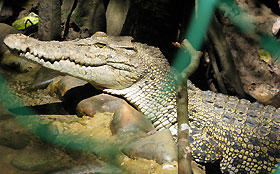other residents at matang wildlife centre