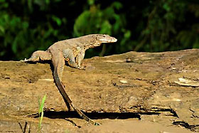 monitor lizard