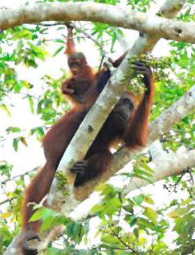 the orangutan has no where else to go. either the jungle is retained and expanded or they disappear. Our recent visit to the kinabatangan showed mothers and babies doing well. A promising sign but we have still a lot to do.. to get their jungle habitat back for them. 