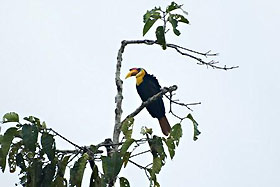 hornbill